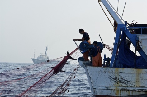 Illegal drift net fishing by Italian vessl in the Mediterranean Sea.